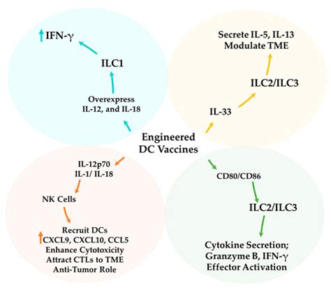 Dendritic Cell-Based Cancer Vaccines: The Impact of Modulating Innate ...