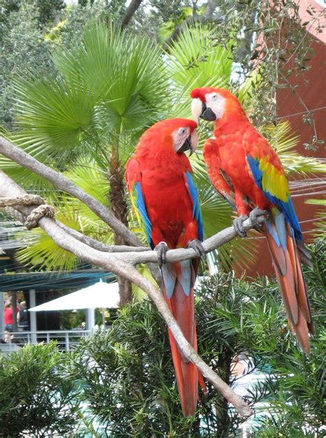 Busch Gardens Tampa Bay, tampa, United States Of America - Top ...
