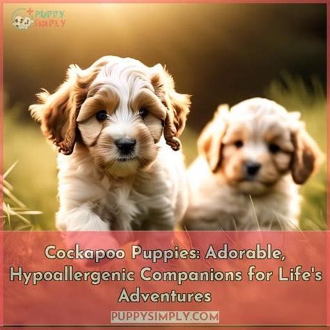 Image result for Cockapoo as Pets