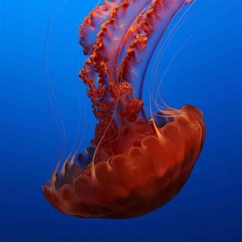 10 Extraordinary Jellyfish Species