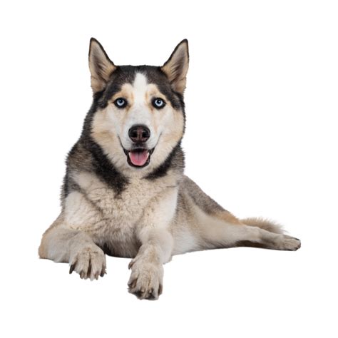 Havapoo Puppies for sale | Buy Havapoo in India | Asia Pets