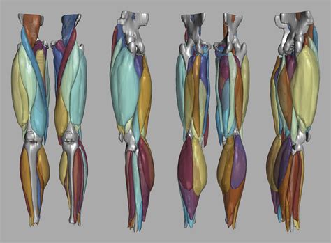 Image result for Muscle and Motion.com