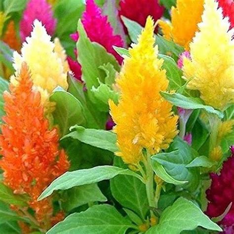 KANAYA Celosia Plumose Ice Cream Mix Flower Seed Price in India - Buy ...
