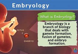 Image result for embryology