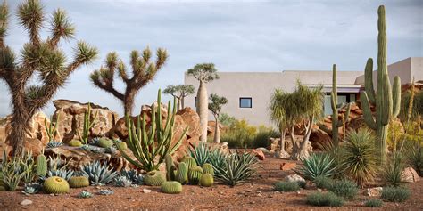 Unique Desert Plants