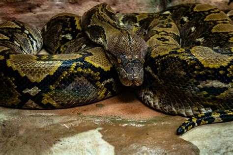 Image result for Python for Data Science Freecodecamp
