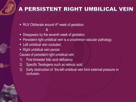 Umblical cord presentation | PPTX