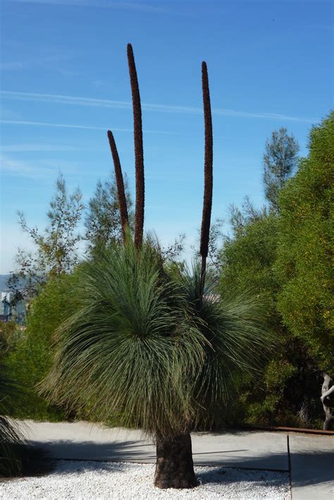 Xanthorrhoea Nursery