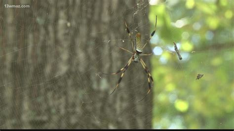 Scientists study whether spiders sleep like humans | cbs8.com