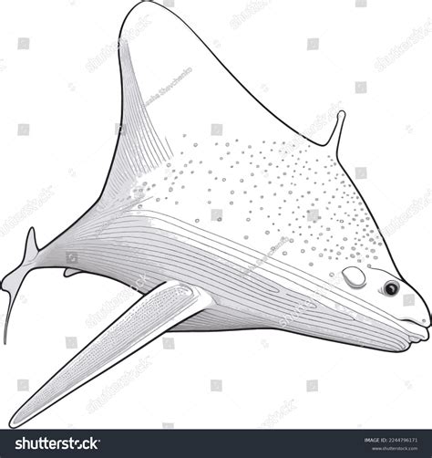 Stingray Clip Art Black And White: Over 76 Royalty-Free Licensable ...