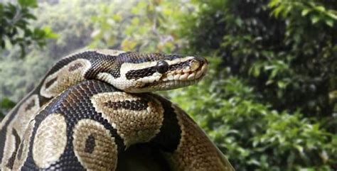 Image result for Ball Python Basics