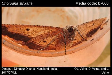 Chorodna strixaria (Guenée, [1858]) - | Moths