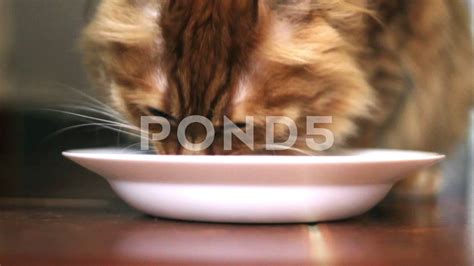 Cat Eating Tuna Fish