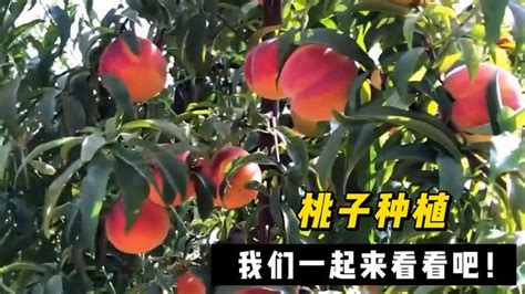 辰颐物语编辑部整理:今日桃子多少钱一斤?中国好吃的桃子排行_辰颐物语官网