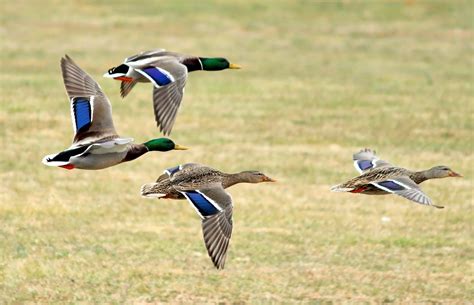 Free photo: Mallard Ducks Flying - Animal, Bird, Duck - Free Download ...