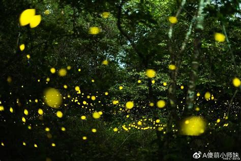 中国科学院西双版纳热带植物园，萤火虫进入观赏期 _www.isenlin.cn