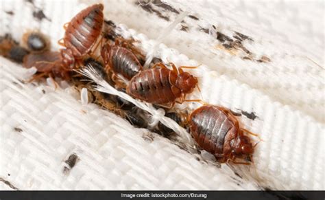 बिस्तर पर खटमल पड़ गए हैं तो घर की इस एक चीज को छिड़क दें बिस्तर पर, कम ...