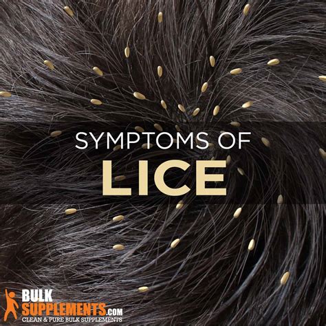 Causes Of Lice On Human Hair at Taylah North blog