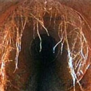 How to Use RootX 的图像结果