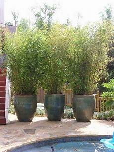 Privacy Plants by Privacy With Plants The Garden Glove Privacy Plants