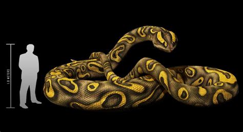 World’s Largest Snake Fossil: Which Was the Biggest Snake to Ever Roam ...