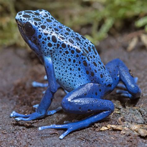 What Do Frogs Symbolize In The Bible? - Bible Wings