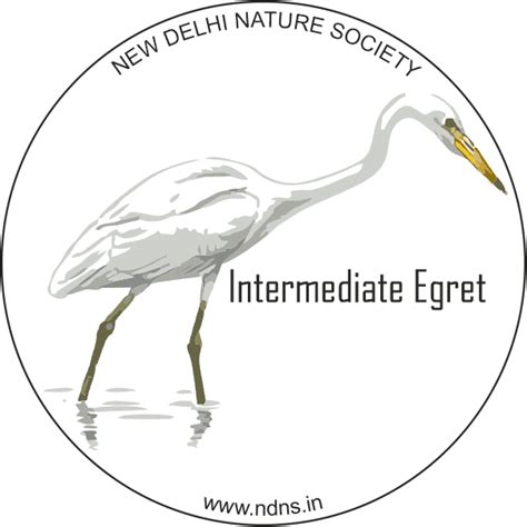 INTERMEDIATE EGRET (sticker) - New Delhi Nature Society