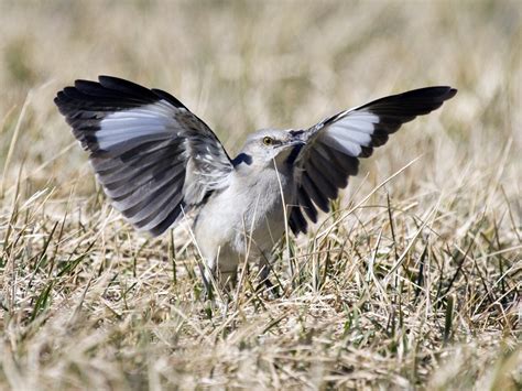Northern Mockingbird - eBird