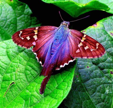 1/20/15 Nature Path Moth | Beautiful butterflies, Most beautiful ...