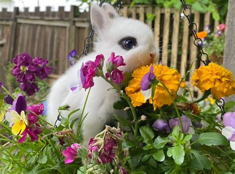 Mobile Bunny Petting Zoo Rental | The Farm Friends | Vancouver