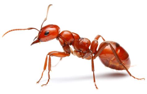 A Brief Introduction to All Kinds of Ants