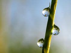 22 Rice & water ideas | rice, water, philippines cities