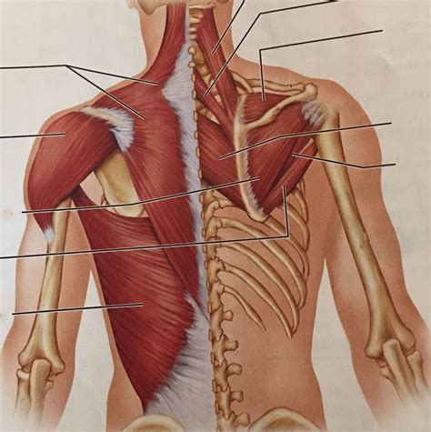 Back 的图像结果