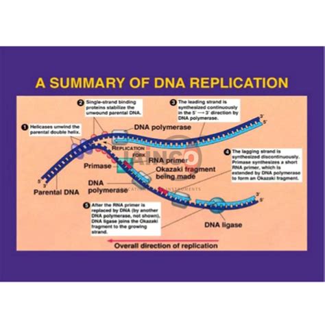 DNA Replication Model