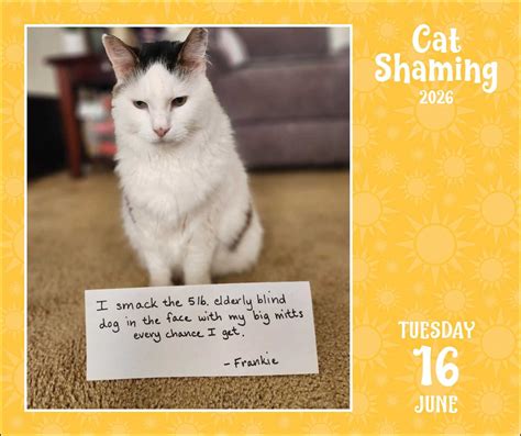 Cat Shaming 2026 Day-to-Day Calendar - Book Summary & Video | Official ...