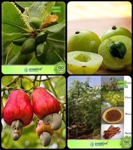 creative farmer Tree Seeds Home Depot Indian Badam,Amla Tree,Cashew ...