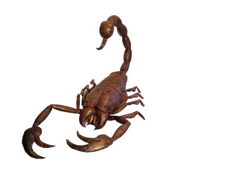 Emperor Scorpion Face