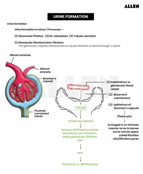 Understand Excretory Products And Their Elimination