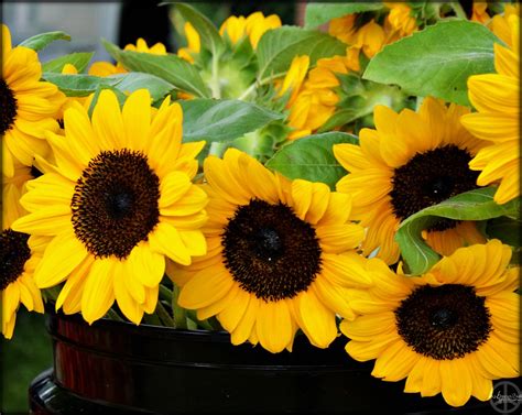 free art at your local farmer’s market – 2me4art