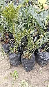 Greenursery Live Indoor Palm Plant For Home and Office with Pot (Pack ...