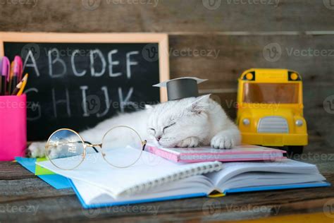 un pequeño blanco gatito en un graduados sombrero y lentes para visión ...