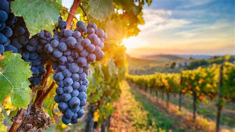 Discovering wine domains / tasting | Blog Moulin de Souchières