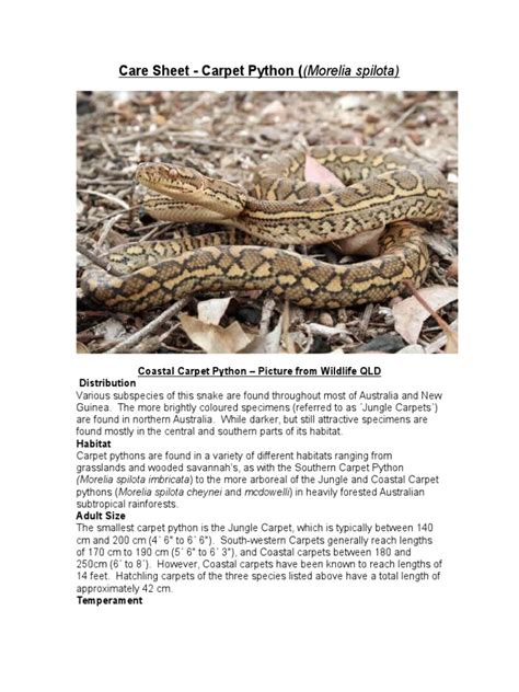Care Sheet - Carpet Python | PDF | Vertebrates | Conservation