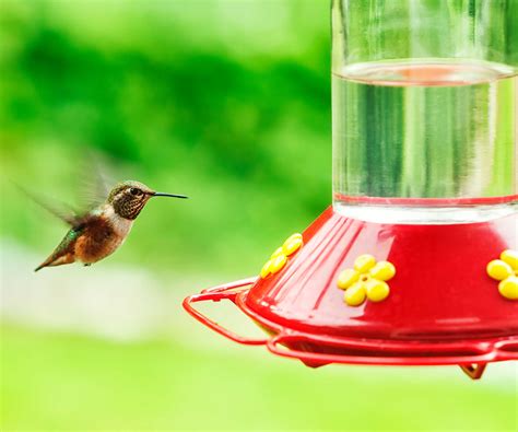 Where to place a hummingbird feeder in your backyard