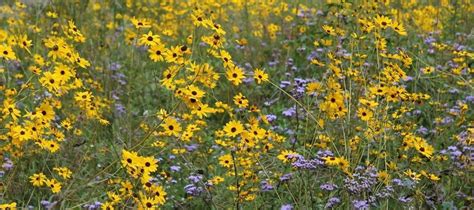 Ecological Landscaping: Gardening for Wildlife., Birdsong Nature Center ...
