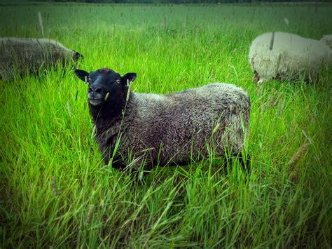 Free Images : landscape, nature, grass, hay, field, farm, meadow, countryside, animal, wildlife ...