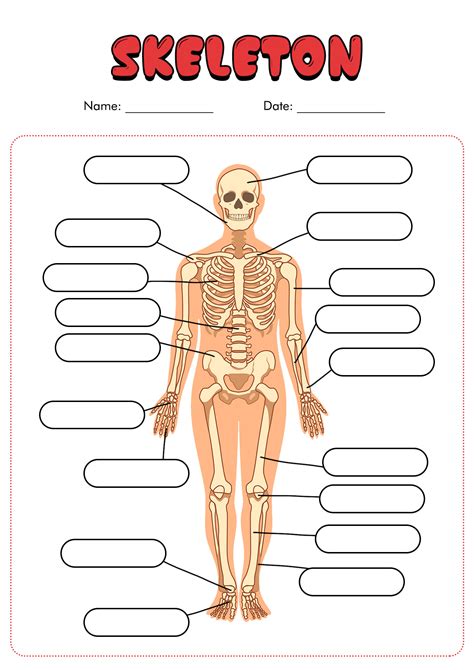 Anatomy Skeleton Quiz at Ruth Leet blog