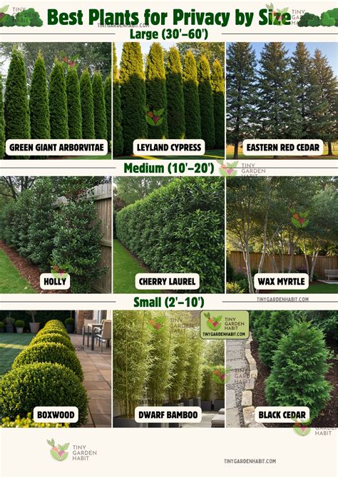 The Fastest Growing Bushes To Transform Your Garden Privacy