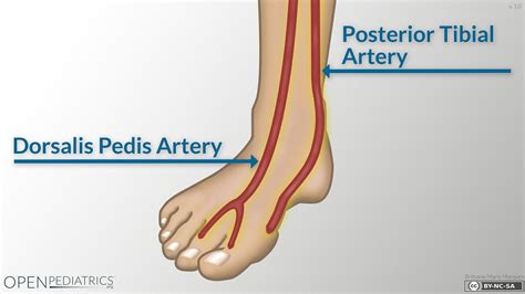 Pin by Xiao Qing on Med notes | Fundamentals of nursing, Arteries ...