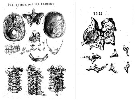 Juan Valverde de Amusco: Pioneering the Transfer of Post-Vesalian Anatomy